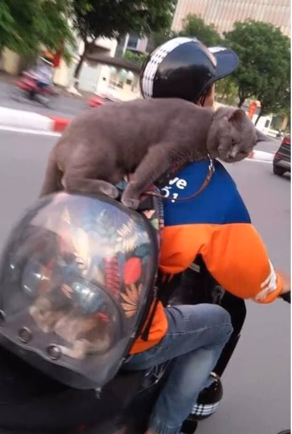 Một tài xế công nghệ đã chở luôn con mèo di chuyển trên đường. Chủ của nó cho một con mèo khác vào ba lô và đeo sau lưng. Riêng mèo xám phải ở ngoài. Chú ta nhảy lên trên ba lô, tựa lưng vào vai chủ suốt cả đoạn đường làm người đi đường không khỏi chú ý.
