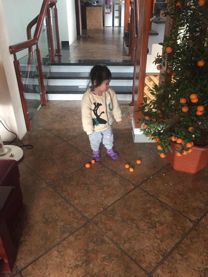 Cháu gái - nỗi ám ảnh của ông bà nội ngoại mỗi khi mua quất ngày Tết.