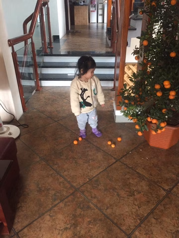 Cháu gái - nỗi ám ảnh của ông bà nội ngoại mỗi khi mua quất ngày Tết.