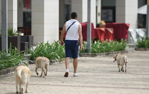 Trên hết, vấn đề giữ gìn vệ sinh chung vẫn phải đặt lên hàng đầu đối với những "con sen". Nếu chủ là người sạch sẽ thì vẫn có cách để thú cưng của mình không làm phiền đến người khác. Ảnh: Tổng hợp