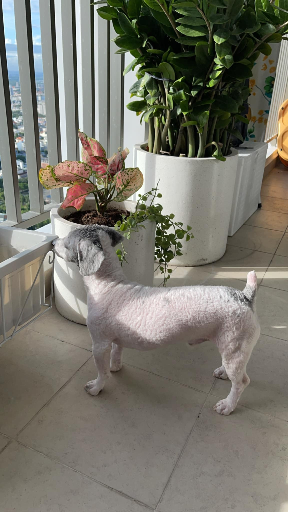 Ngay sau khi thông tin trên nổ ra, nhiều người có nuôi thú cưng trong chung cư lẫn không nuôi đã xảy ra trận tranh cãi dữ dội. Câu chuyện này nhanh chóng nhận được nhiều sự quan tâm dư luận.