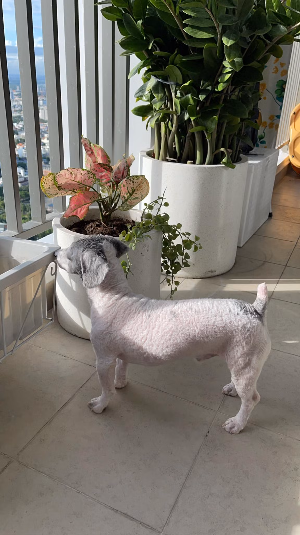 Ngay sau khi thông tin trên nổ ra, nhiều người có nuôi thú cưng trong chung cư lẫn không nuôi đã xảy ra trận tranh cãi dữ dội. Câu chuyện này nhanh chóng nhận được nhiều sự quan tâm dư luận.