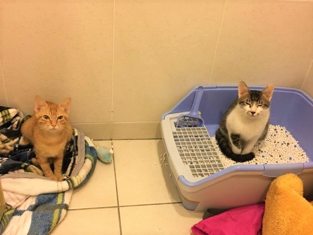 Nếu người còn lại không yêu thương chó mèo thì sẽ khó mà thông cảm cho nhau được. Bởi nuôi một con vật thì vấn đề vệ sinh, tiếng ồn rất quan trọng.