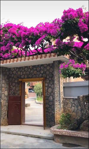 Chỉ chưa đầy 1 ngày đăng tải, đoạn clip về cây hoa giấy này đã nhận được hơn 330 ngàn lượt thả tim và hàng ngàn bình luận.