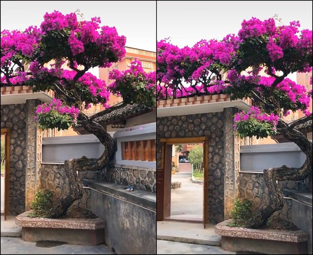 Cây hoa giấy "khủng" này có màu hồng rực có gốc lớn và thân uốn lượn rất đẹp.