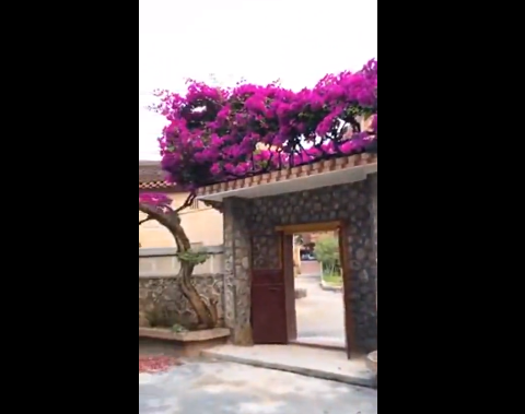 Đa phần cư dân mạng đều dành lời khen ngợi cho cây "khủng" này như: "Tìm đâu được cây có thế đẹp như này", "Cây này leo lên cả tầng mái, quay camera mãi không hết, có khi phải dùng flycam mới chiêm ngưỡng hết được",...