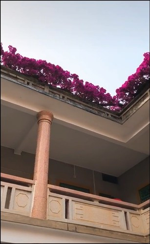 Một cây được tạo thành vòm trên mái cổng và một cây leo lên sân thượng của tòa nhà 2 tầng và uốn lượn theo lan can rất dài và đẹp rực rỡ, sáng rực cả con phố.