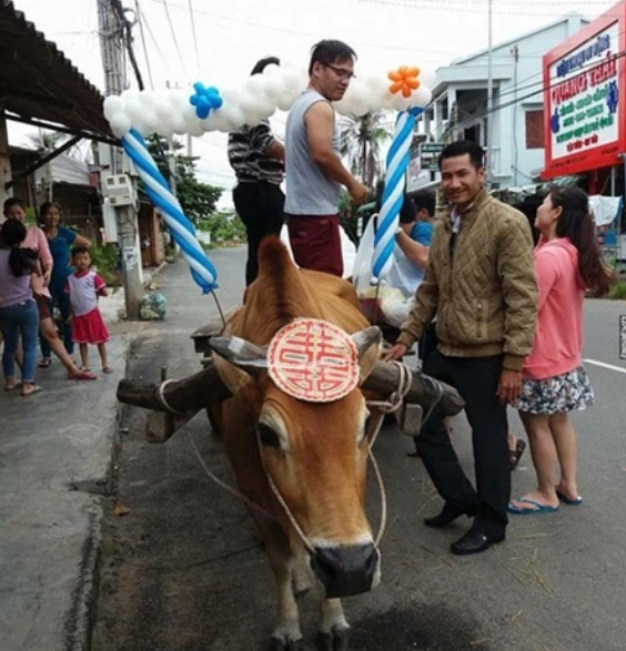 Đám cưới giữa chú rể Tây và cô dâu Việt ở Bình Thuận từng gây chú ý bởi đội ngũ bê tráp toàn người nước ngoài, nhưng lại rước dâu bằng xe bò chứ không phải siêu xe hay một phương tiện nào khác. Ảnh: Tổng hợp