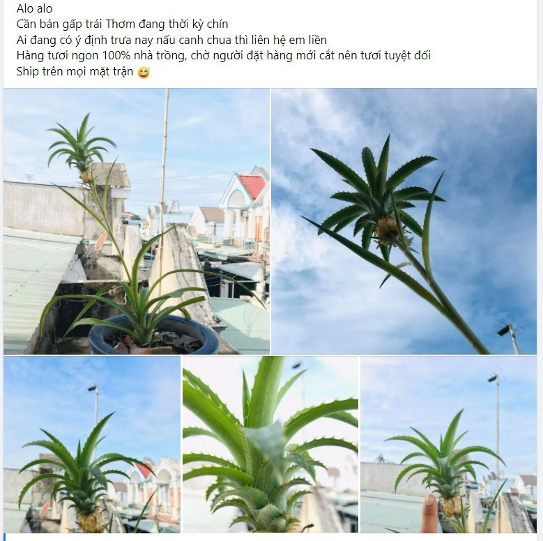 Mới đây, trên một nhóm trên Facebook những người yêu thích trồng cây có thành viên đăng tải quả dứa tí hon gây chú ý.