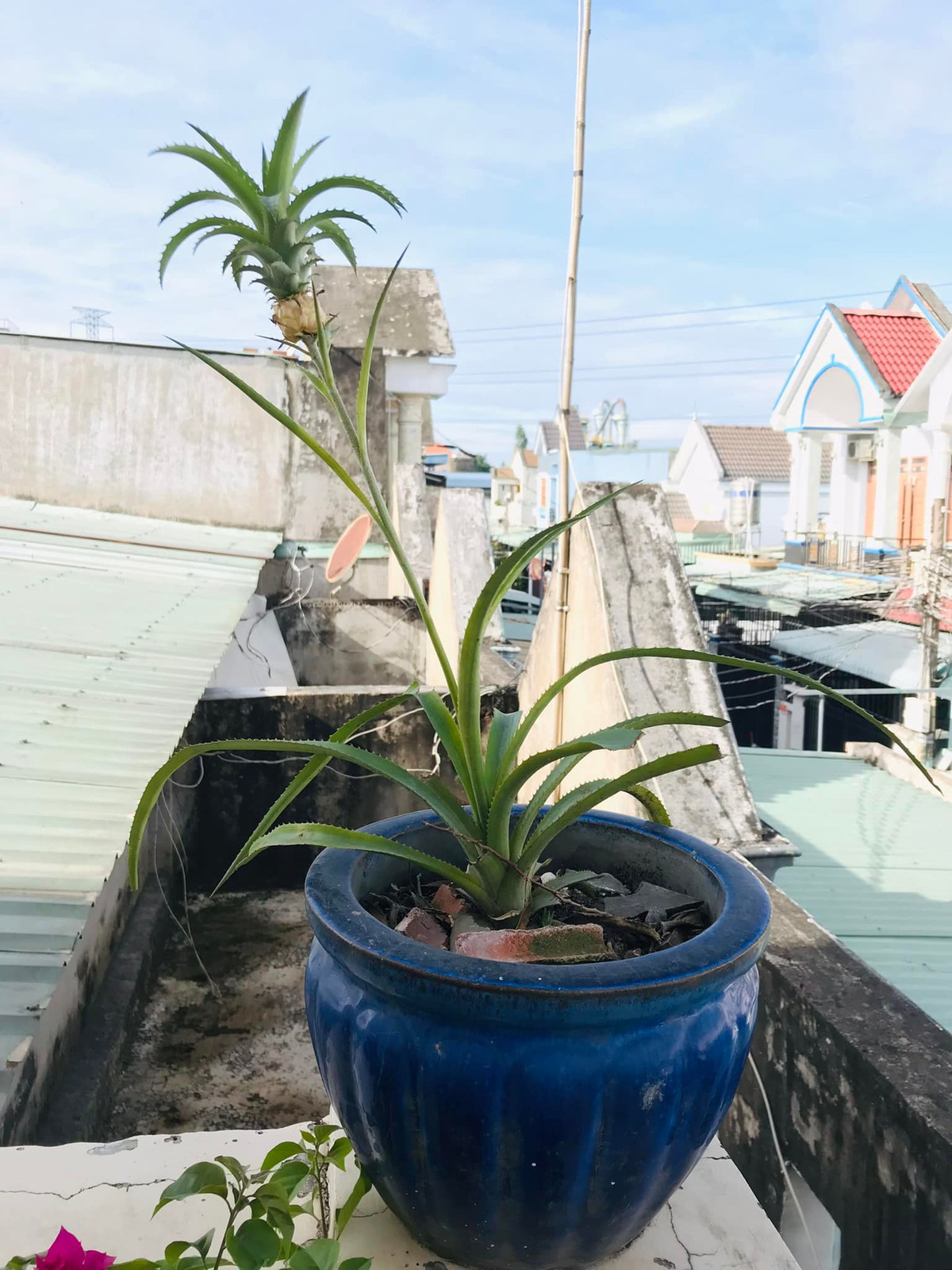 Trái ngược với những quả dứa thông thường được bày bán ở siêu thị hay ở chợ, những quả dứa tí hon này cực dễ thương ai cũng thốt lên ngạc nhiên và thích thú với nó.