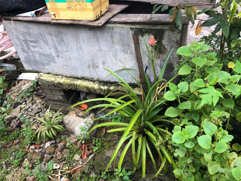 Được biết đây là giống dứa cảnh, loại dứa này trồng khoảng 4- 6 tháng sẽ bắt đầu ra hoa, đậu quả.