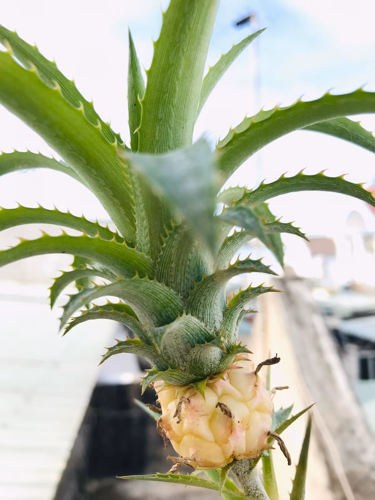 Nhìn chỉ nhỉnh hơn đầu ngón tay nhưng quả dứa mini này đã chín vàng, mắt dứa còn khá to. Loại quả đột biến với kích thước nhỏ xíu đã nhanh chóng trở thành trend trên MXH, nhiều netizen cũng không quên khoe hình ảnh tương tự.