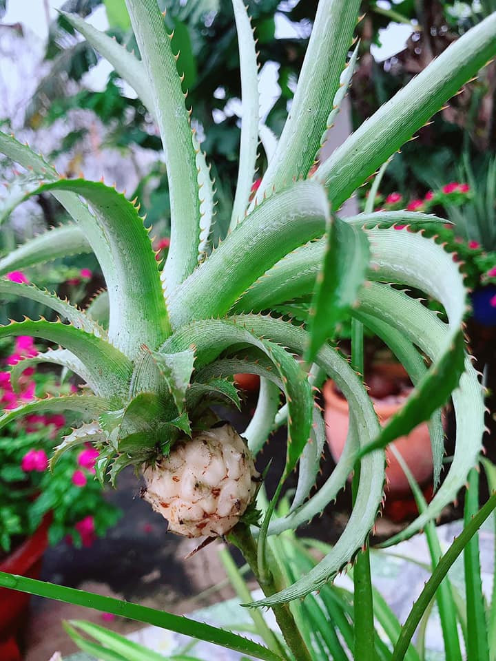 Theo tiết lộ của chủ nhân cây dứa, sau khi chơi Tết xong anh mang quả dứa cảnh trồng vào chậu, tận tình chăm sóc cho tới khi có thành quả như thế này.