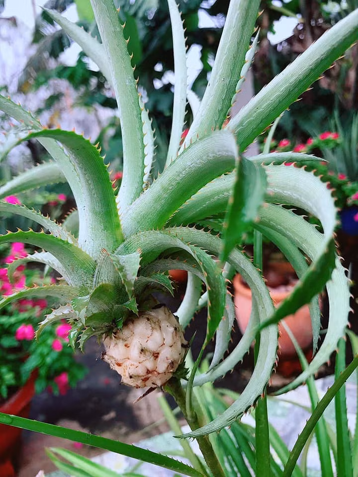 Theo tiết lộ của chủ nhân cây dứa, sau khi chơi Tết xong anh mang quả dứa cảnh trồng vào chậu, tận tình chăm sóc cho tới khi có thành quả như thế này.