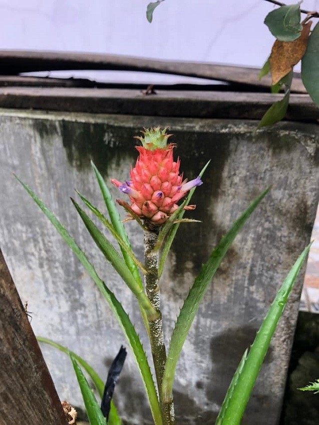 Ngoài màu vàng như dứa thông thường, cây dứa cảnh còn cho ra quả màu đỏ hồng cực bắt mắt.