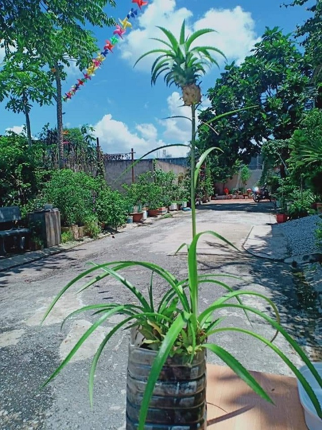 Dù lá sum xuê nhưng quả dứa chỉ bé bằng đầu ngón tay, ngự trị trên thân cây dài ngoẵng. Ảnh: Tổng hợp