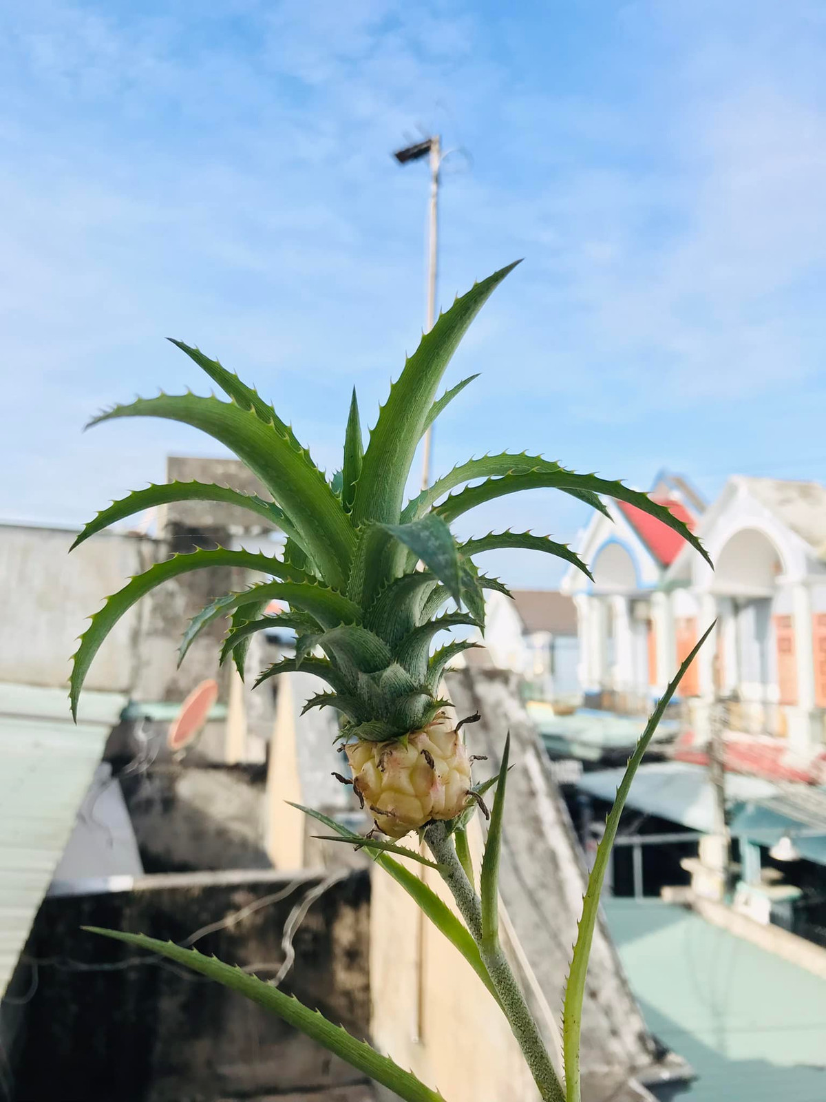 Bài đăng về loại quả tí hon của chủ tài khoản này nhanh chóng thu hút sự chú ý của rất đông người dùng mạng.