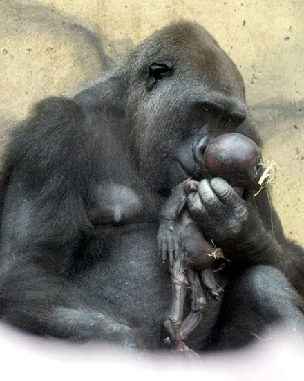 Con khỉ đột hoang dã ở Vườn thú Munster, Đức buồn thảm khi thấy con trai mình không qua khỏi.