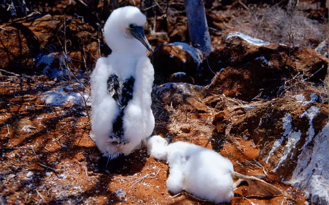 Một con vịt biển chân xanh trên quần đảo Galapagos, Ecuador lặng người trước sự ra đi của đồng loại.