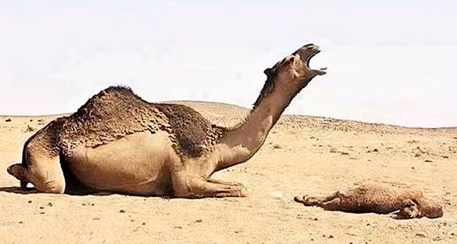 Con lạc đà thét lên đau đớn khi chứng cái chết của lạc đà con.