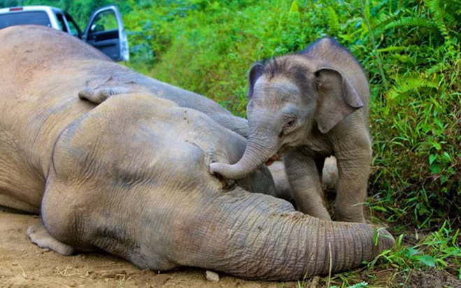 Chú voi con ở Khu bảo tồn trên đảo Borneo, Malaysia đau buồn khi chứng kiến cái chết của mẹ. Khoảnh khắc chia ly của động vật hoang dã khiến người xem khó cầm lòng.