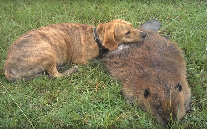 Con chó u sầu chứng kiến cái chết của người bạn thân hải ly.