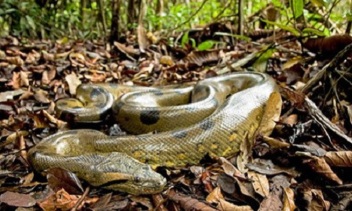 Bo mat that quai thu san moi khong lo