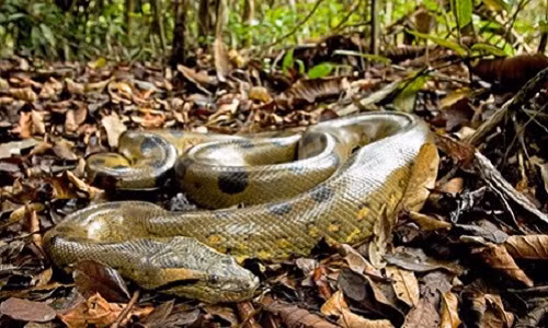 Bo mat that quai thu san moi khong lo