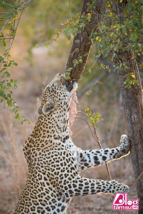 Du khách nước ngoài đã bất ngờ chứng kiến một cảnh tượng vô cùng kỳ lạ giữa báo hoa và trăn khổng lồ đang lủng lăng trên cành cây. Đặc biệt, câu chuyện phía sau hình ảnh này khiến người xem phải giật mình.