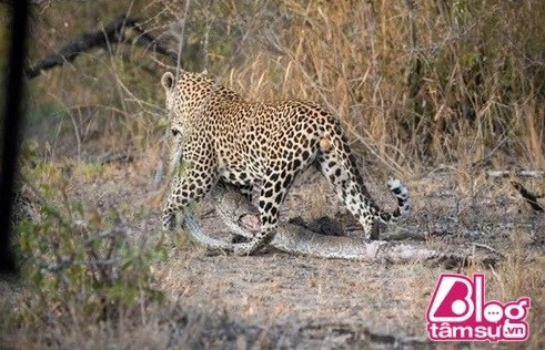 Tuy nhiên, nó vẫn cố gắng tìm mọi cách để lôi toàn bộ cơ thể con mồi xuống mặt đất.