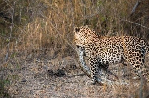 Cuối cùng, báo đã quyết định ăn con mồi ngay khi vẫn còn bị treo trên cành.