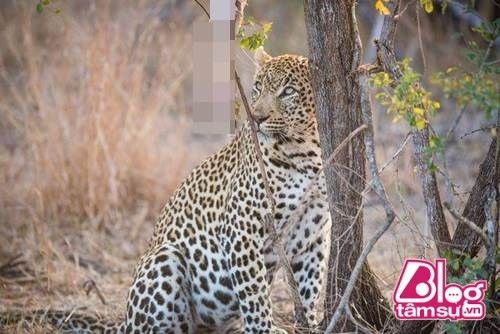 Sau đó, báo đi qua và nhảy cắn thức ăn nhưng vì bị mắc kẹt lại trên cây nên trăn không thể tự vệ và phải chịu thất bại.