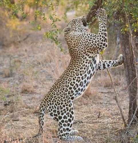 Mặc dù không còn khả năng chống cự, nhưng con trăn chết thảm vẫn lủng lẳng trên cây khiến báo phải nỗ lực hết mình để kéo con mồi xuống mặt đất.