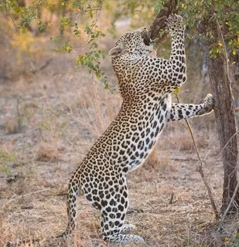 Mặc dù không còn khả năng chống cự, nhưng con trăn chết thảm vẫn lủng lẳng trên cây khiến báo phải nỗ lực hết mình để kéo con mồi xuống mặt đất.