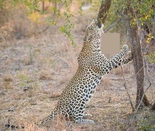 Rất có thể trước đó, báo hoa và trăn khủng đã có một cuộc chiến rất khốc liệt và cuối cùng trăn đã chết.