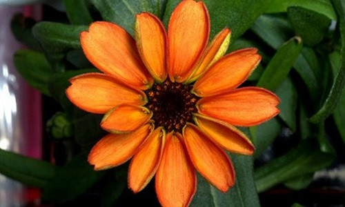 Chiem nguong bong hoa dau tien no tren tram vu tru ISS