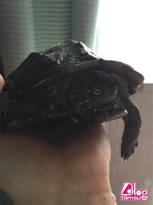 Rua bi dong bang bat ngo “tro ve tu coi chet”-Hinh-2