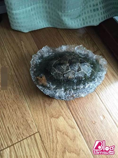 Rua bi dong bang bat ngo “tro ve tu coi chet”