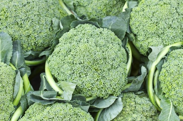 Súp lơ xanh Súp lơ xanh có thể trổ hoa trong thời tiết ấm. Khi trồng súp lơ xanh, bạn cần tưới nước 2 lần mỗi ngày. Chú ý bón phân thúc sau mỗi 15 ngày. Sau khi trồng được 45-60 ngày thấy có ngù hoa ở trong lá nõn thì phải che đậy ngay tránh nước dột vào làm thối rửa hoa.