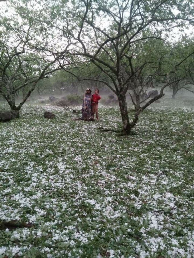 Trận mưa đá làm tan hoang nhiều vườn mận, mơ, nông sản của người dân. Ảnh: Facebook Hoa Anh Túc.