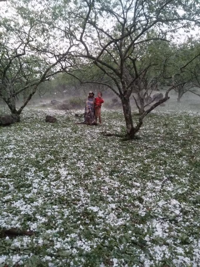 Trận mưa đá làm tan hoang nhiều vườn mận, mơ, nông sản của người dân. Ảnh: Facebook Hoa Anh Túc.