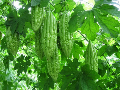 Mướp đắng Mướp đắng có chứa thành phần protein quinine - một loại protein kích hoạt các tế bào miễn dịch và tiêu diệt tế bào ung thư hoặc các tế bào gây bất lợi cho sức khỏe. Ngoài ra, hạt của mướp đắng còn chứa một chất ức chế protease giúp ức chế tế bào ung thư bài tiết protease, từ đó ngăn chặn ung thư di căn.