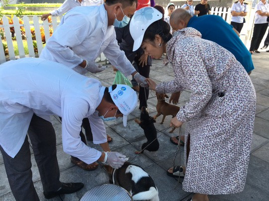 Mùa hè nắng nóng thuận lợi cho virus dại phát tác ở chó, mèo.