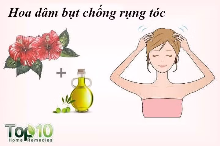 Hoa dâm bụt nuôi dưỡng tóc và kiểm soát rụng tóc. Giàu vitamin A và C cũng như các axit amin, dâm bụt có thể chống lại rụng tóc và giúp tăng trưởng tóc. Một nghiên cứu năm 2003 được công bố trên tạp chí Ethnopharmacology thấy rằng chiết xuất lá dâm bụt, khi so sánh với chiết xuất hoa của nó, thể hiện hiệu quả tăng trưởng tóc tốt hơn.