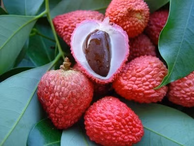 Hạt vải sao vàng tán mịn trộn với giấm bôi lên chỗ sưng đau.