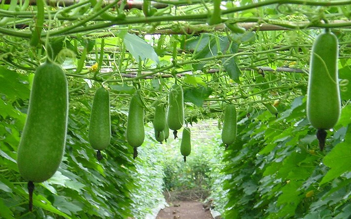 Trái bầu: Các loại bầu hoạt động như những chất kích thích hệ thống miễn dịch rất hiệu quả. Điều này rất quan trọng đối với những người bị bệnh lao, vì hệ miễn dịch bị tổn hại khi nhiễm bệnh.