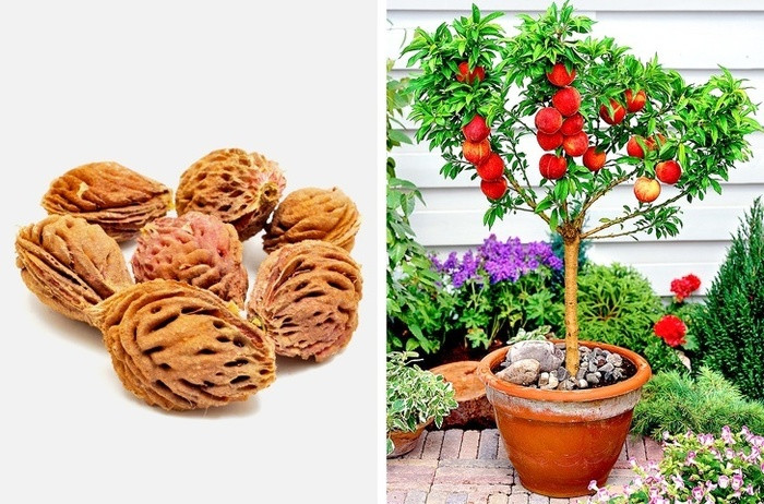 Đào Để hạt đào dễ nảy mầm, bạn nên đặt hạt đào trong 1 chiếc khăn giấy ẩm và đặt trong tủ lạnh trong 8 tuần. Bạn nên trồng đào trong đất tơi xốp, thoát nước tốt. Cây đào là cây ưa sáng vì vậy bạn hãy trồng cây ở nơi có nhiều ánh sáng mặt trời.