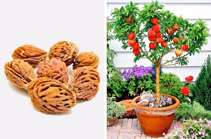 Đào Để hạt đào dễ nảy mầm, bạn nên đặt hạt đào trong 1 chiếc khăn giấy ẩm và đặt trong tủ lạnh trong 8 tuần. Bạn nên trồng đào trong đất tơi xốp, thoát nước tốt. Cây đào là cây ưa sáng vì vậy bạn hãy trồng cây ở nơi có nhiều ánh sáng mặt trời.