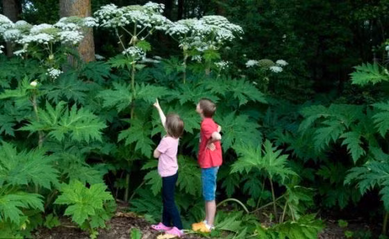 Nhựa của cây ngò tây khổng lồ có thể gây bỏng độ 3 hoặc mù vĩnh viễn.