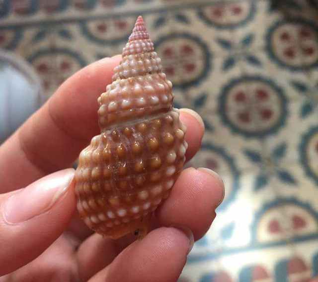 Con ốc mà cô H.T.S. ăn khiến sau đó cô tử vong là loài ốc bùn răng cưa, rất độc - Ảnh: Facebook.